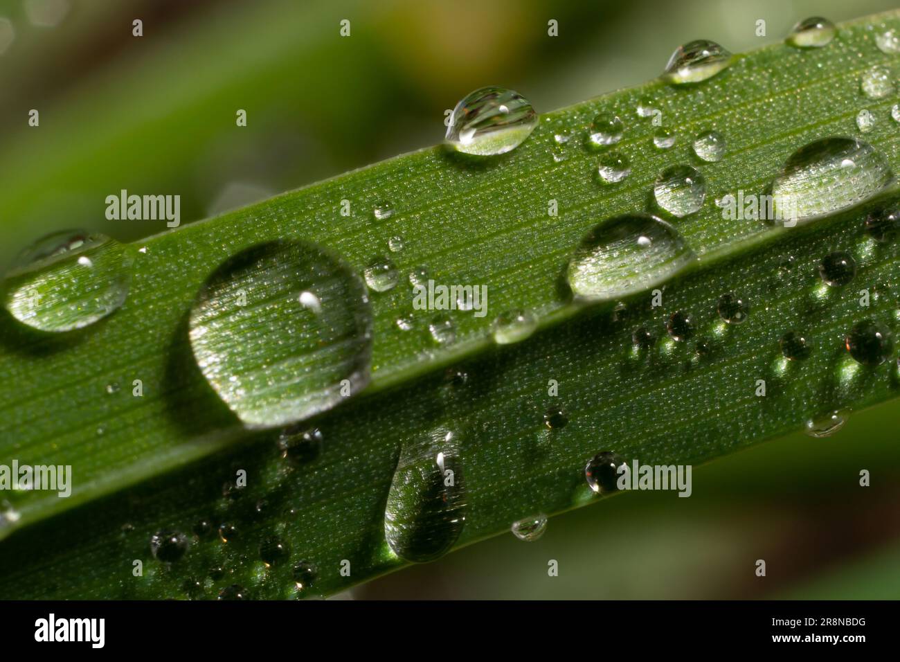 Water drops on the green grass. Morning dew, watering plants. Drops of