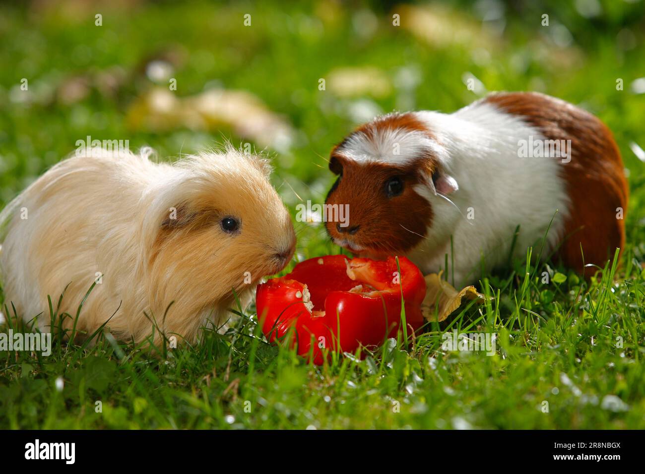 Guinea Pig Pig, Crested, Pepper, Bell Pepper Stock Photo Alamy