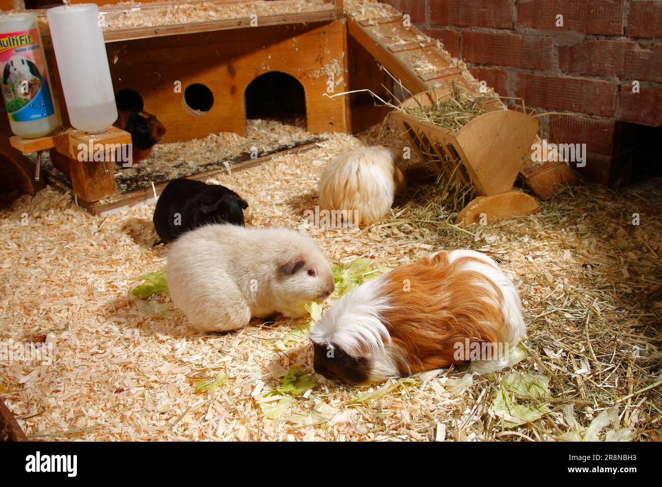 Guinea Pig pig in enclosure, guinea pig pen Stock Photo Alamy
