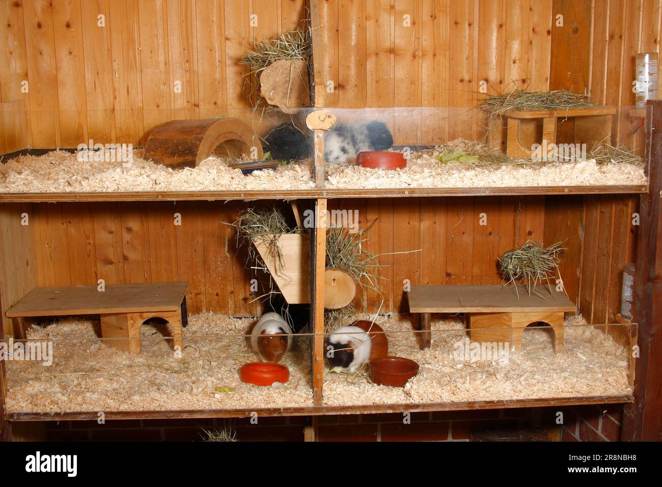 Guinea Pig pigs in enclosure, bunkhouse, bunk enclosure, guinea pig pen