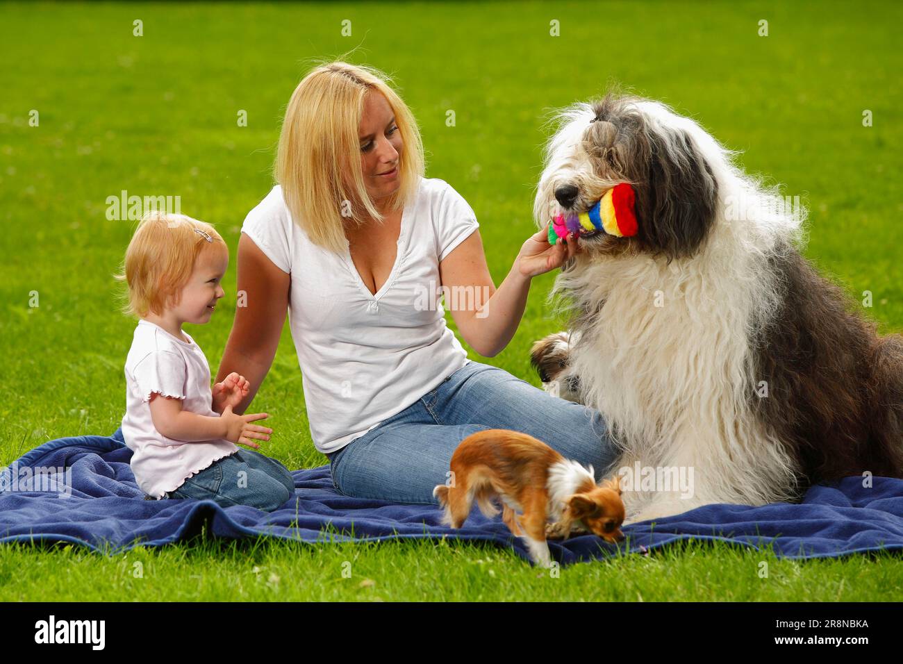 Old English Sheepdog Resting In Green Grass Stock Photo, Picture