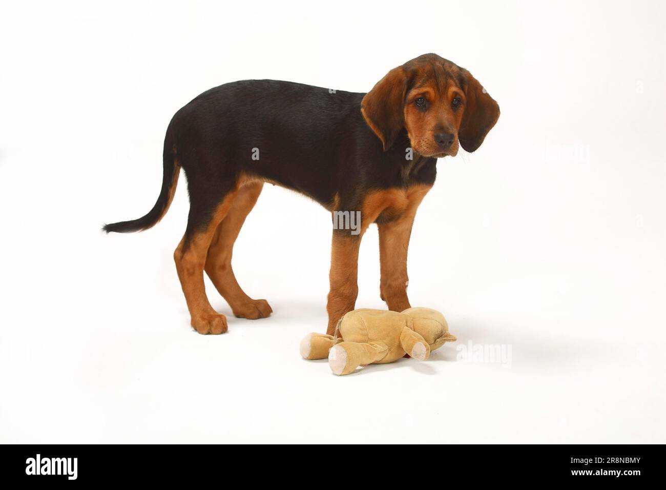 Polish hound puppies for cheap sale