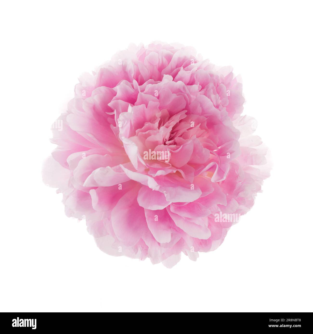 Pink peony flower isolated on white background Stock Photo - Alamy