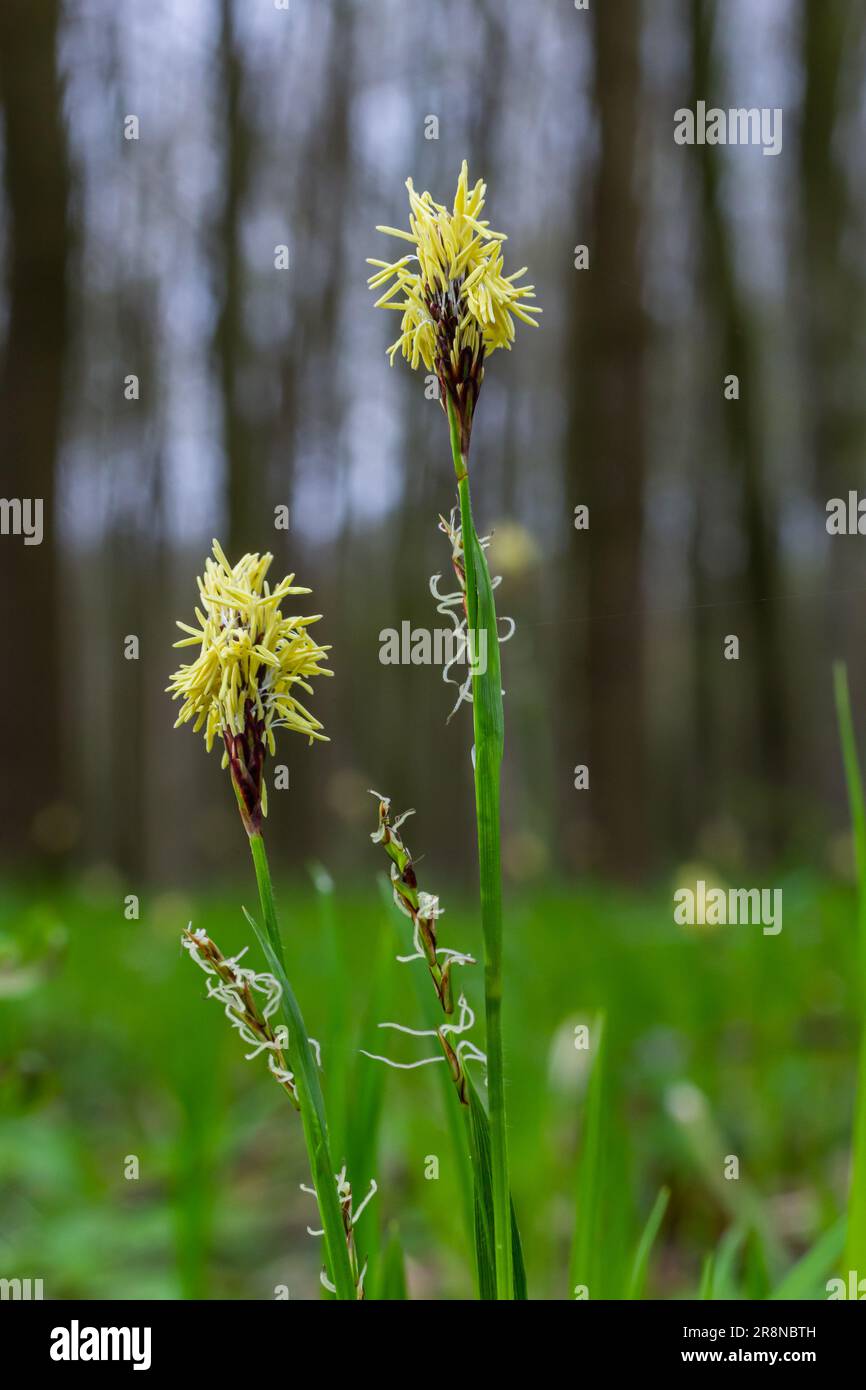 Sedge hairy blossoming in the nature in the spring.Carex pilosa. Cyperaceae Family. Stock Photo