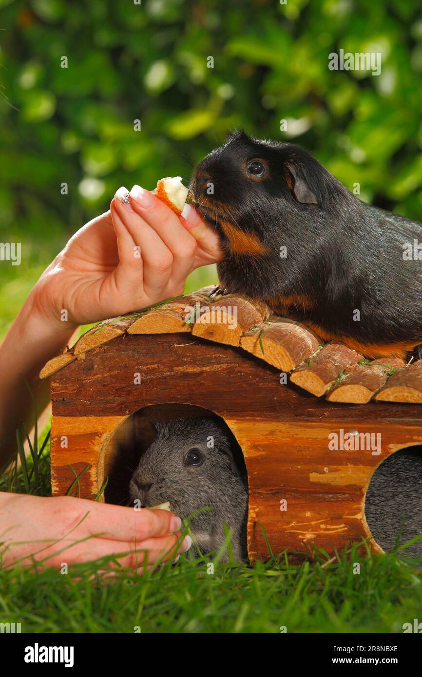 Guinea Pig pigs are fed Stock Photo - Alamy
