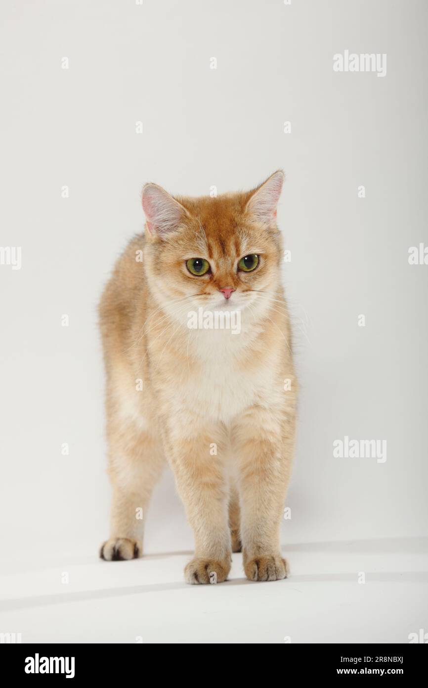 British shorthair cat, golden-ticked-tabby, BKH Stock Photo