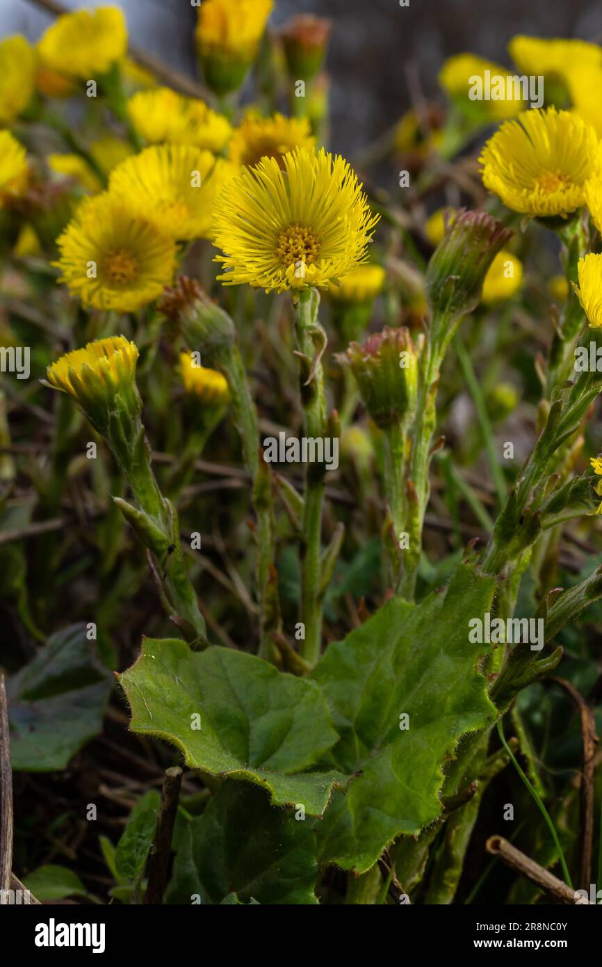 Coltsfoot or foalfoot medicinal wild herb. Farfara Tussilago plant