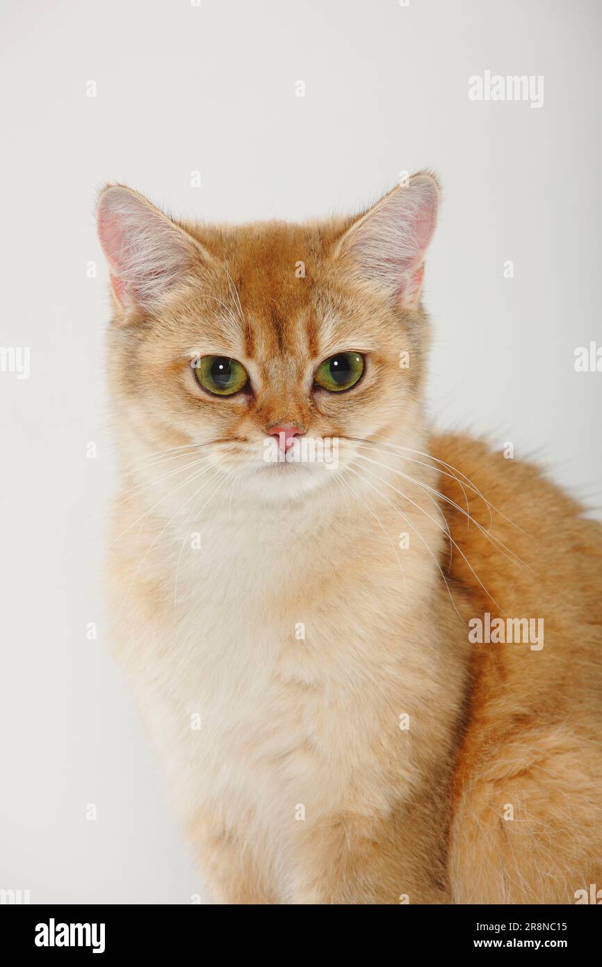British shorthair cat, golden-ticked-tabby, BKH Stock Photo