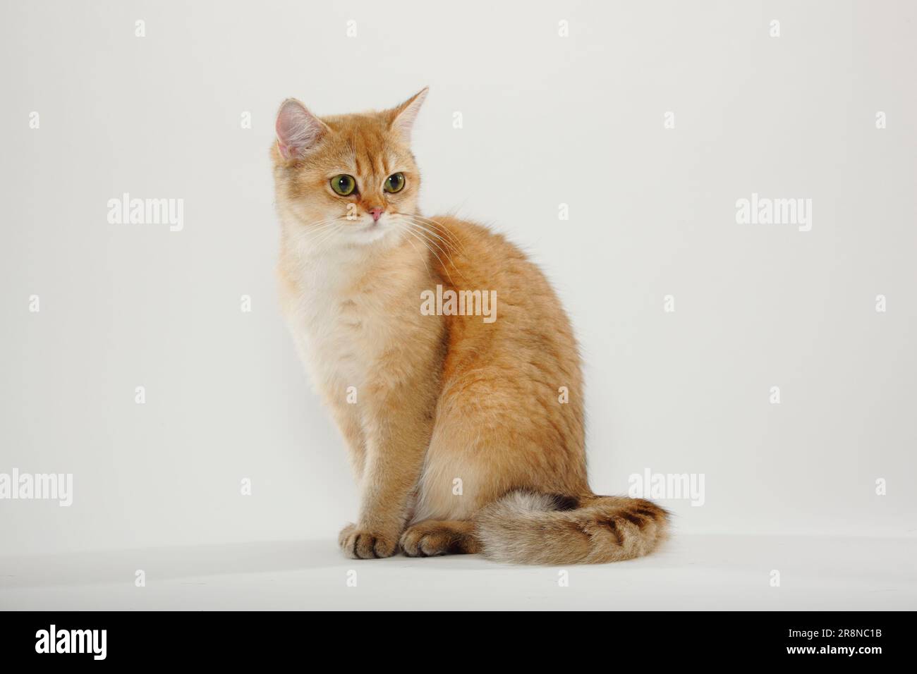 British shorthair cat, golden-ticked-tabby, BKH Stock Photo