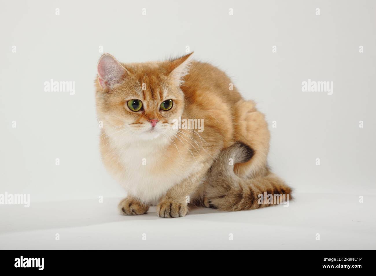 British shorthair cat, golden-ticked-tabby, BKH Stock Photo