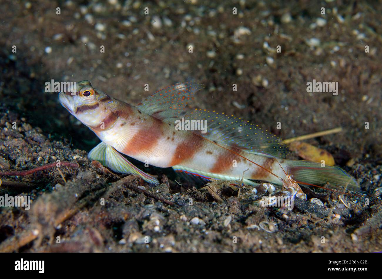 Slantbar Shrimpgoby, Amblyeleotris diagonalis, with Snapping Shrimp, Alpheus sp, by hole in sand, Melasti dive site, Amed, Karangasem, Bali, Indonesia Stock Photo