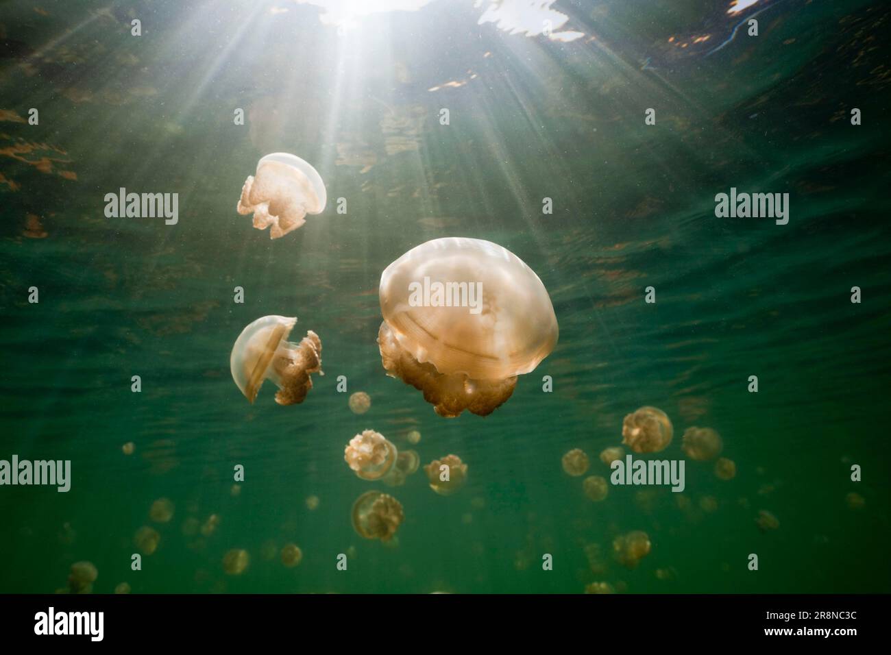 Mastigias jellyfish, Jellyfish Sea, Palau (Mastigias papua etpisonii), Micronesia Stock Photo