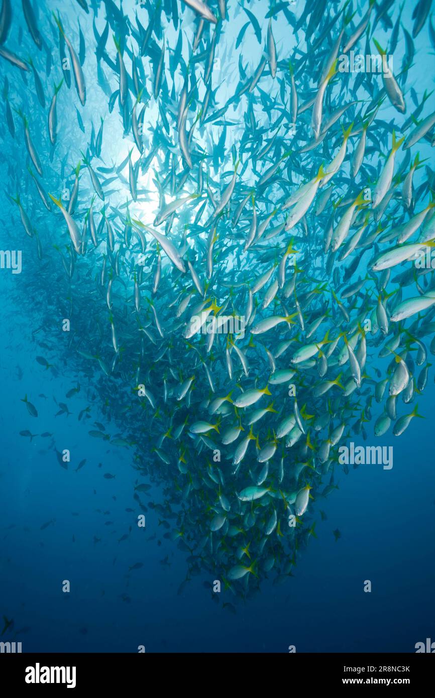 High-backed Fusiliers, German Channel, redbelly yellowtail fusilier