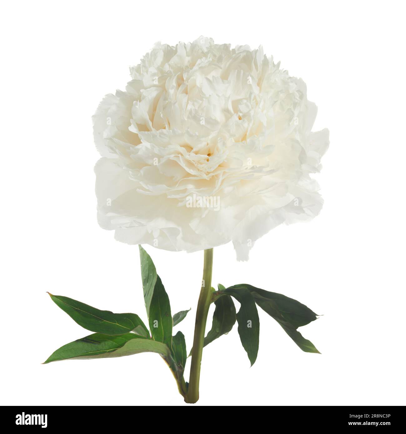 White peony flower isolated on white background Stock Photo - Alamy
