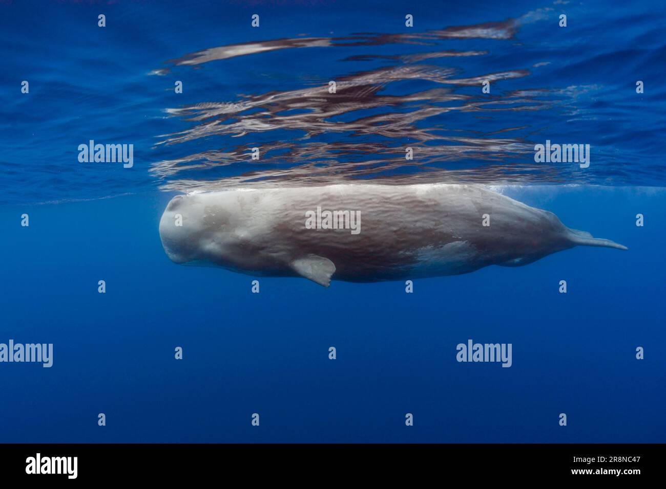 Sperm whale (Physeter catodon), male, Lesser Antilles, lateral, water ...