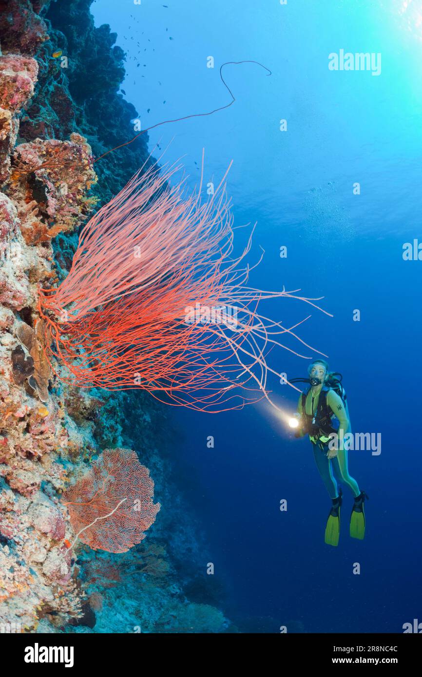 Diver and rod gorgonian, Peleliu Wall, Red whip coral (Ellisella ceratophyta), Micronesia Stock Photo