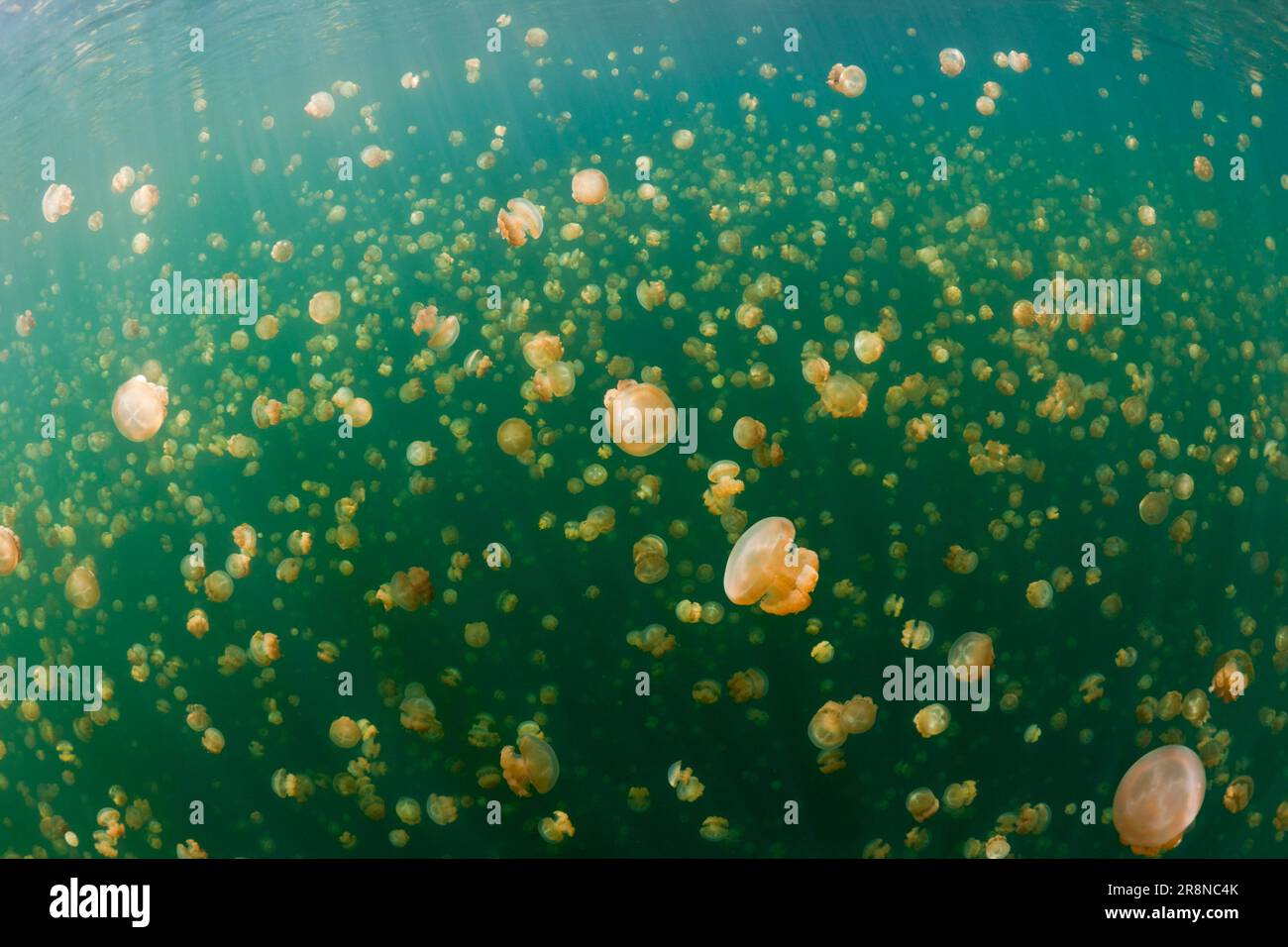 Mastigias jellyfish, Jellyfish Sea, Palau (Mastigias papua etpisonii), Micronesia Stock Photo