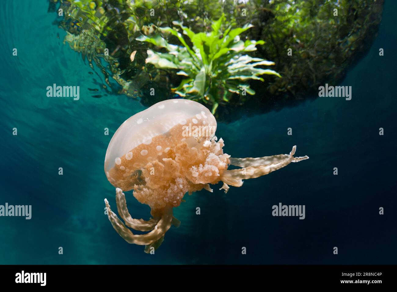 Mastigias Jellyfish, Risong Bay, Palau, Micronesia (Matigias papua) Stock Photo
