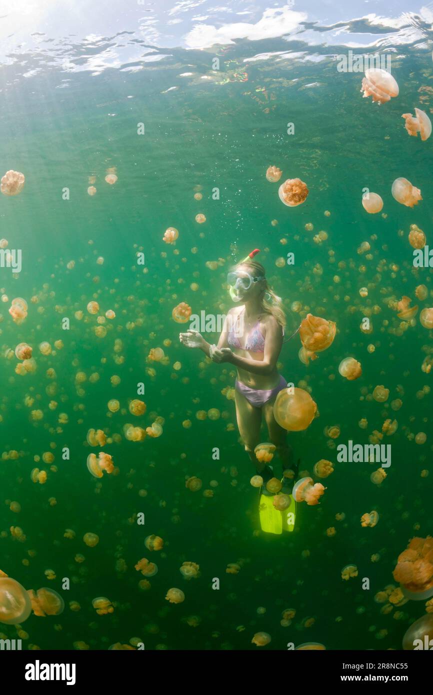 Snorkeller and Mastigias umbrella jellyfish, Jellyfish Sea, Palau (Mastigias papua etpisonii), Micronesia Stock Photo