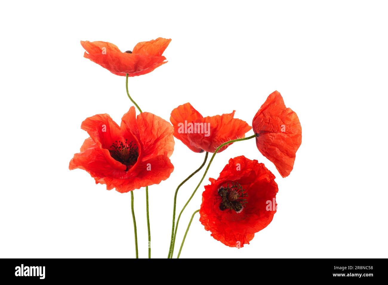 Wild red poppies isolated on white background Stock Photo - Alamy