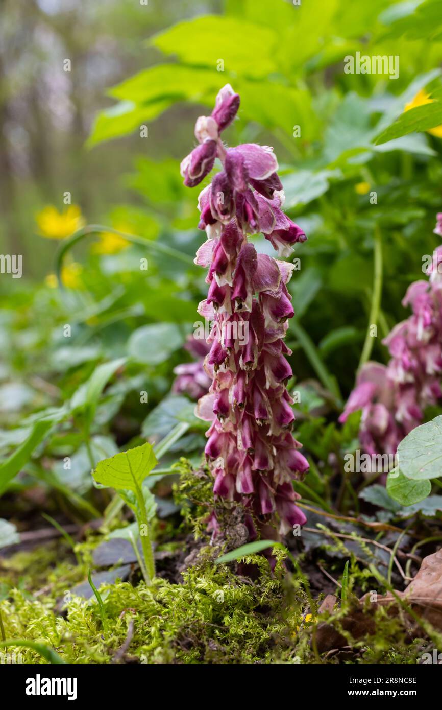Lathraea squamaria plant is a parasite in the woods of Europe. Pink flowers of blooming common toothwort in the forest, parasitic plant growing on tre Stock Photo