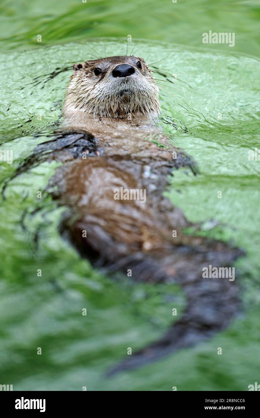 European otter (Lutra lutra Stock Photo - Alamy