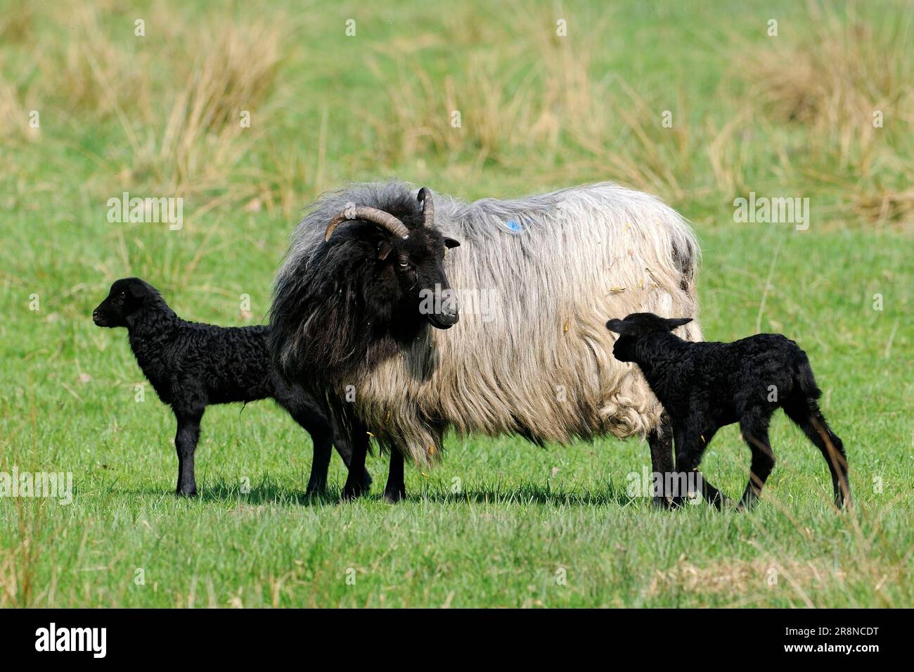 Grey Horned Heath Sheep and Lambs, Grey Horned Heath Sheep, Domestic