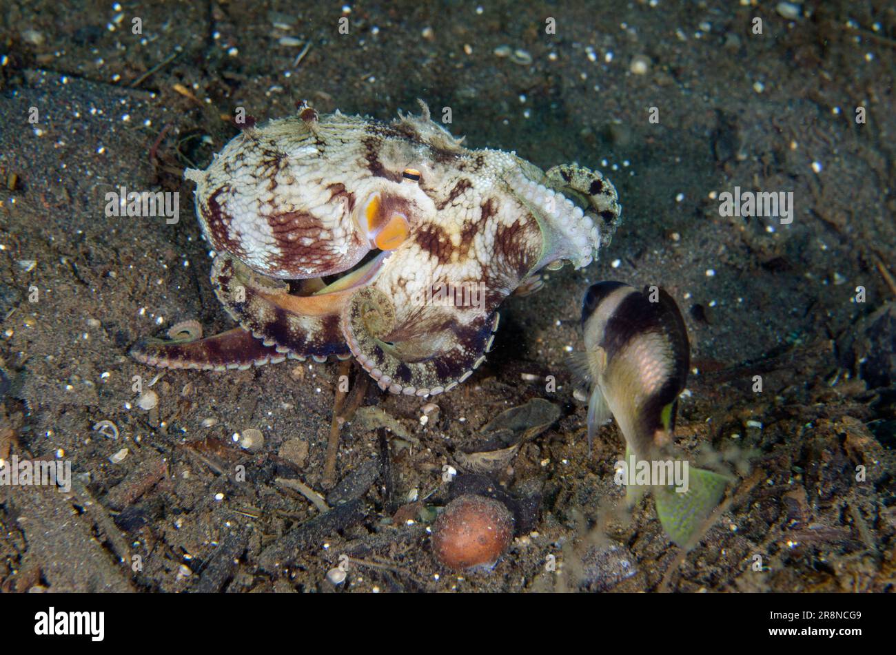 Veined Octopus, Amphioctopus marginatus, being harassed by Black-banded ...