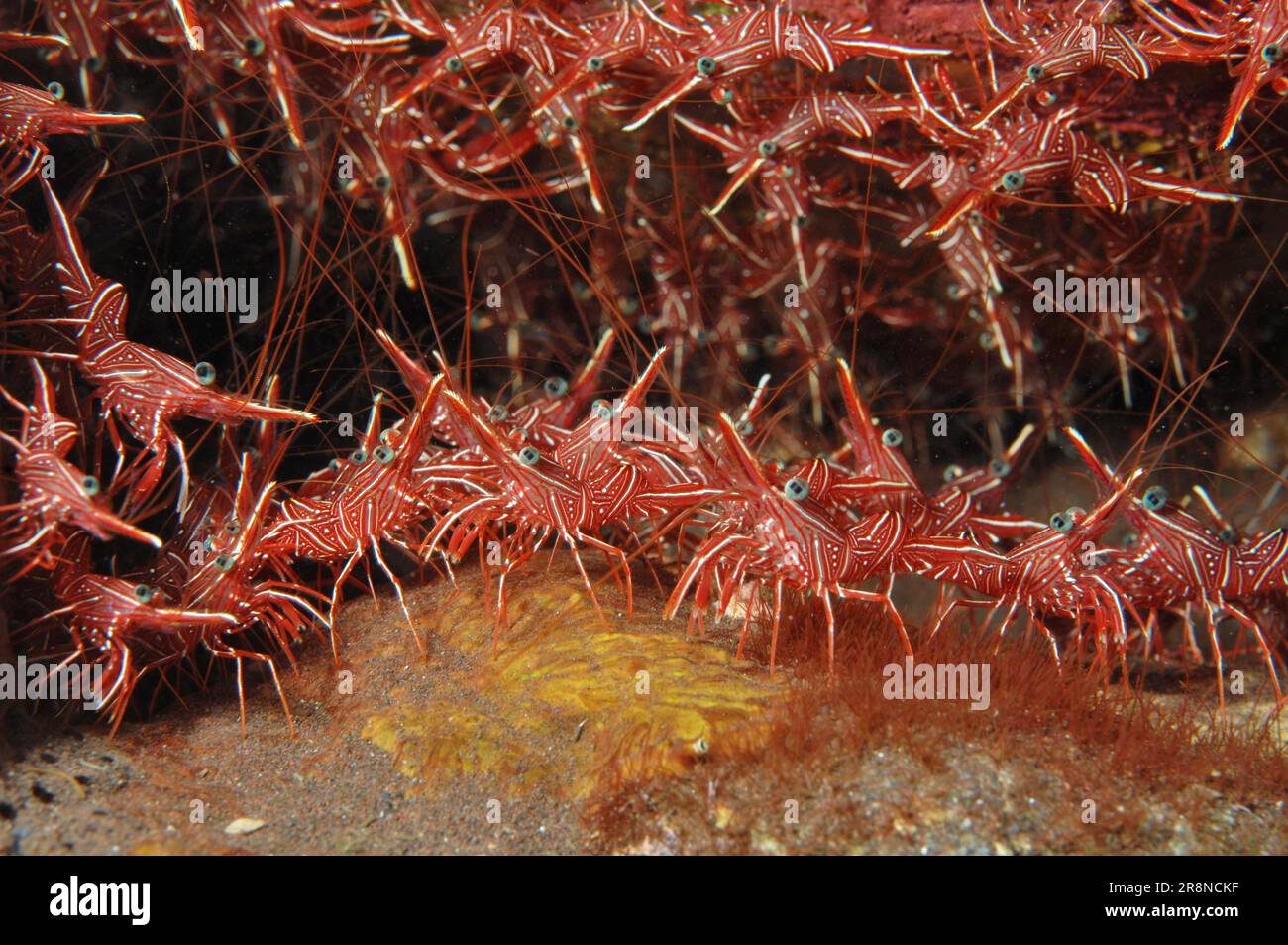 Camel shrimp (Rhynchocinetes durbanensis), Dancing shrimp, lower animals, Indian Ocean Stock Photo