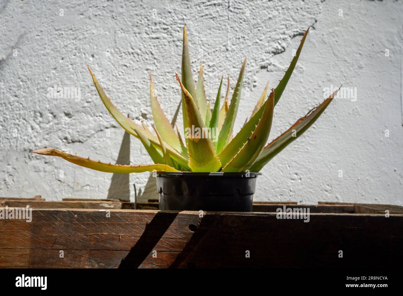 Aloe vera plant for home hi-res stock photography and images - Alamy