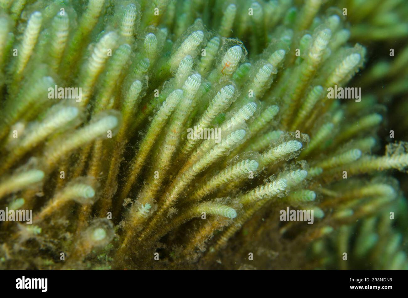 Finger Algae, Halicoryne sp, I Love Amed dive site, Amed, Karangasem Regency, Bali, Indonesia, Indian Ocean Stock Photo
