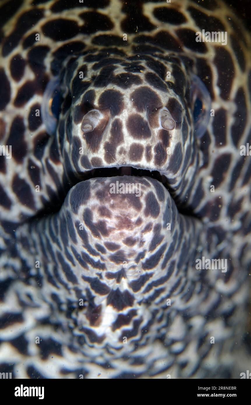 Blackspotted Moray, Gymnothorax favagineus, I Love Amed dive site, Amed, Karangasem Regency, Bali, Indonesia, Indian Ocean Stock Photo