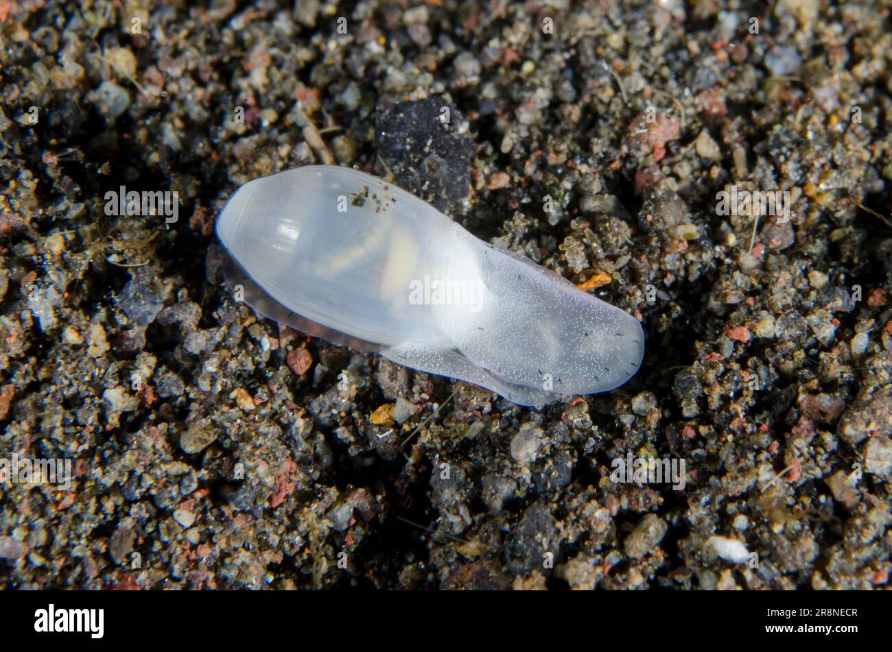 Head-shielded Slug, Aliculastrum sp, I Love Amed dive site, Amed, Karangasem Regency, Bali, Indonesia, Indian Ocean Stock Photo