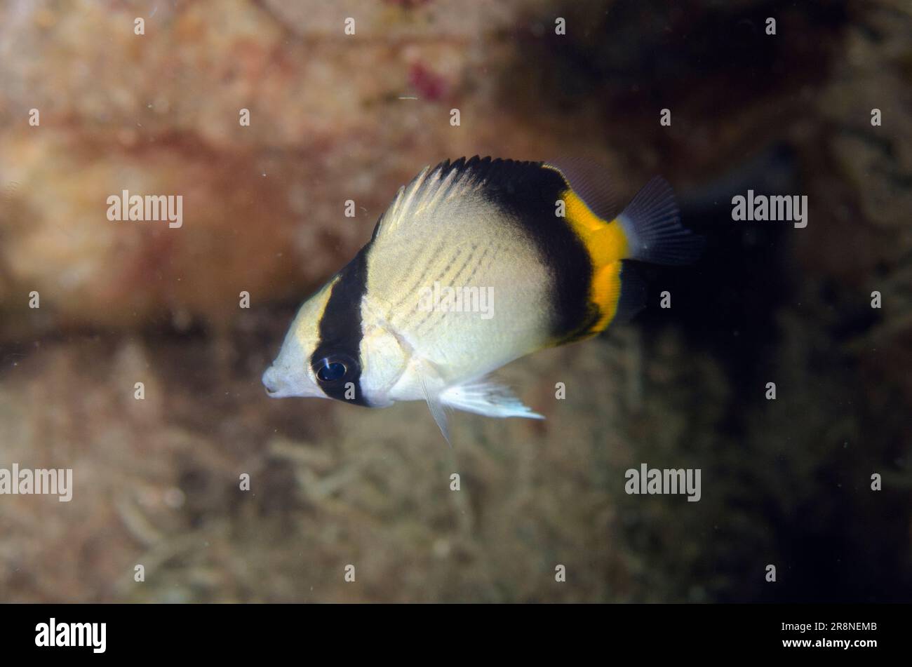 Juvenile Vagabond Butterflyfish, Chaetodon vagabundus, I Love Amed dive site, Amed, Karangasem Regency, Bali, Indonesia, Indian Ocean Stock Photo