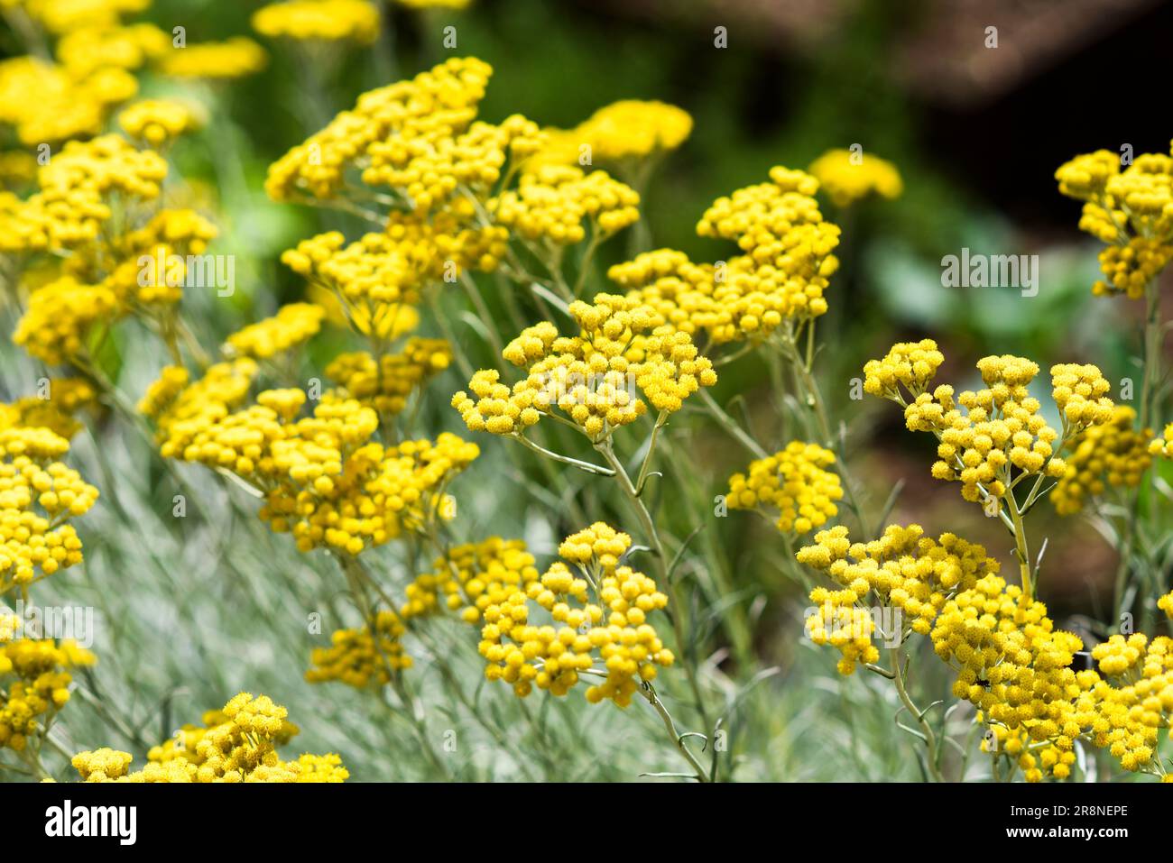 Curry flowers growing in the garden in summer. Stock Photo