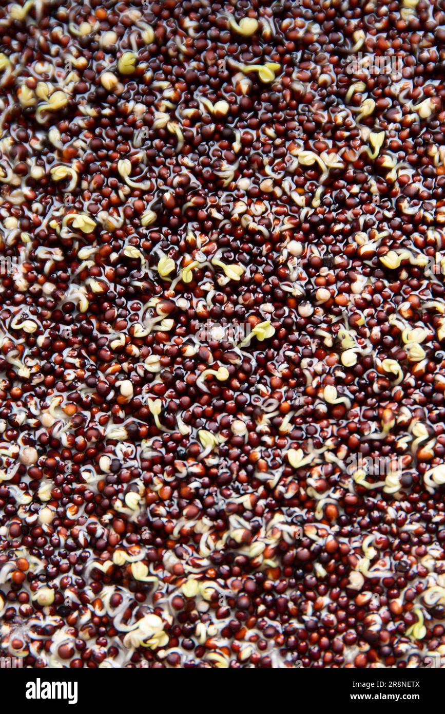 Broccoli sprouts texture, slowly growing sprouts. Stock Photo
