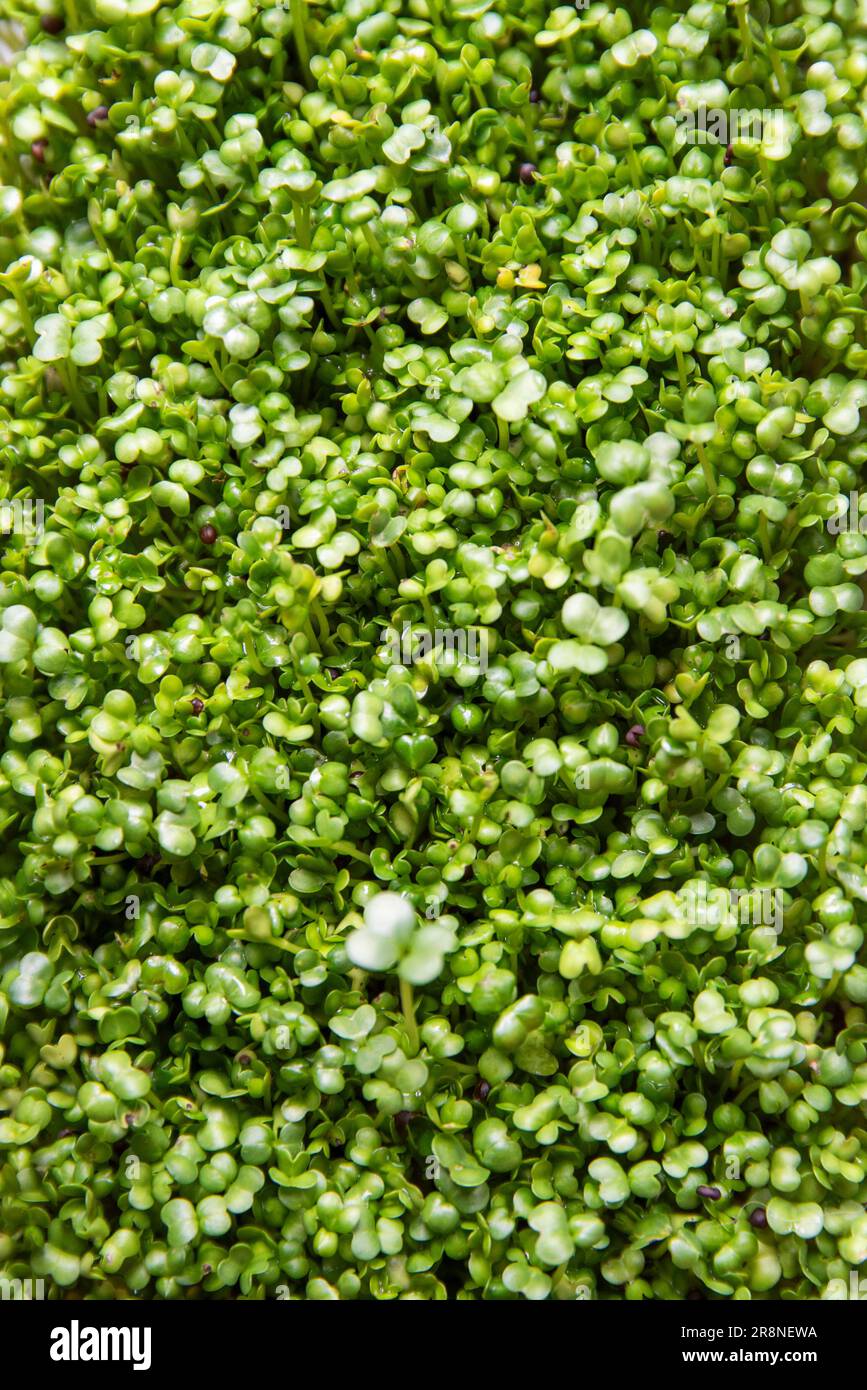 Broccoli sprouts texture, slowly growing sprouts Stock Photo Alamy