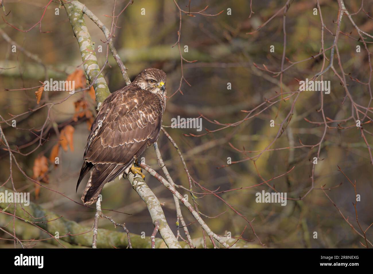 Wild, UK common buzzard bird (Buteo buteo) perching isołated on a tree branch in woodland. Stock Photo