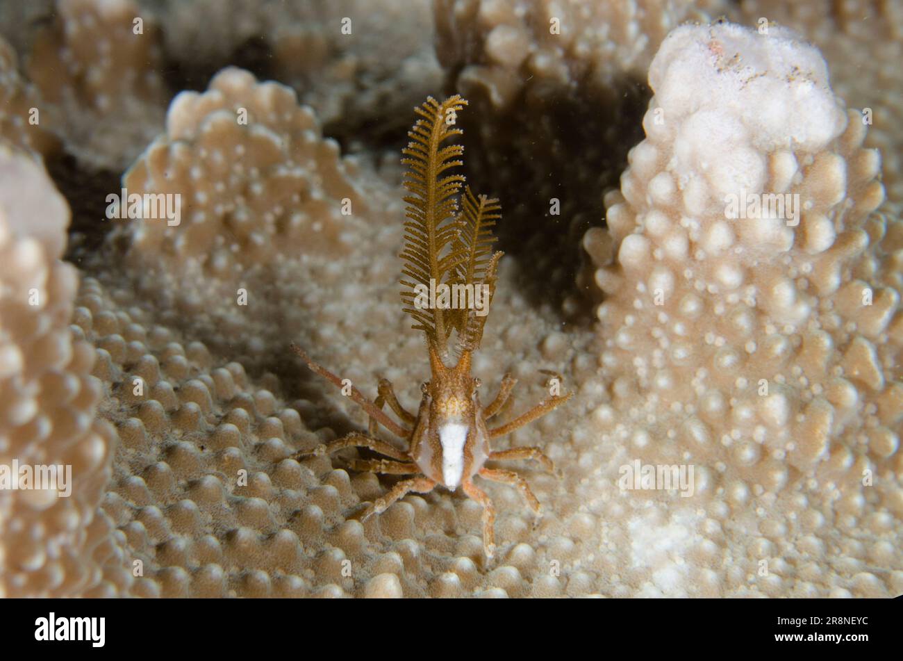 Bull Decorator Crab, Naxioides taurus, with pieces of Hydroid, Hydrozoa Class, night dive, Pyramids dive site, Amed, Karangasem Regency, Bali, Indones Stock Photo