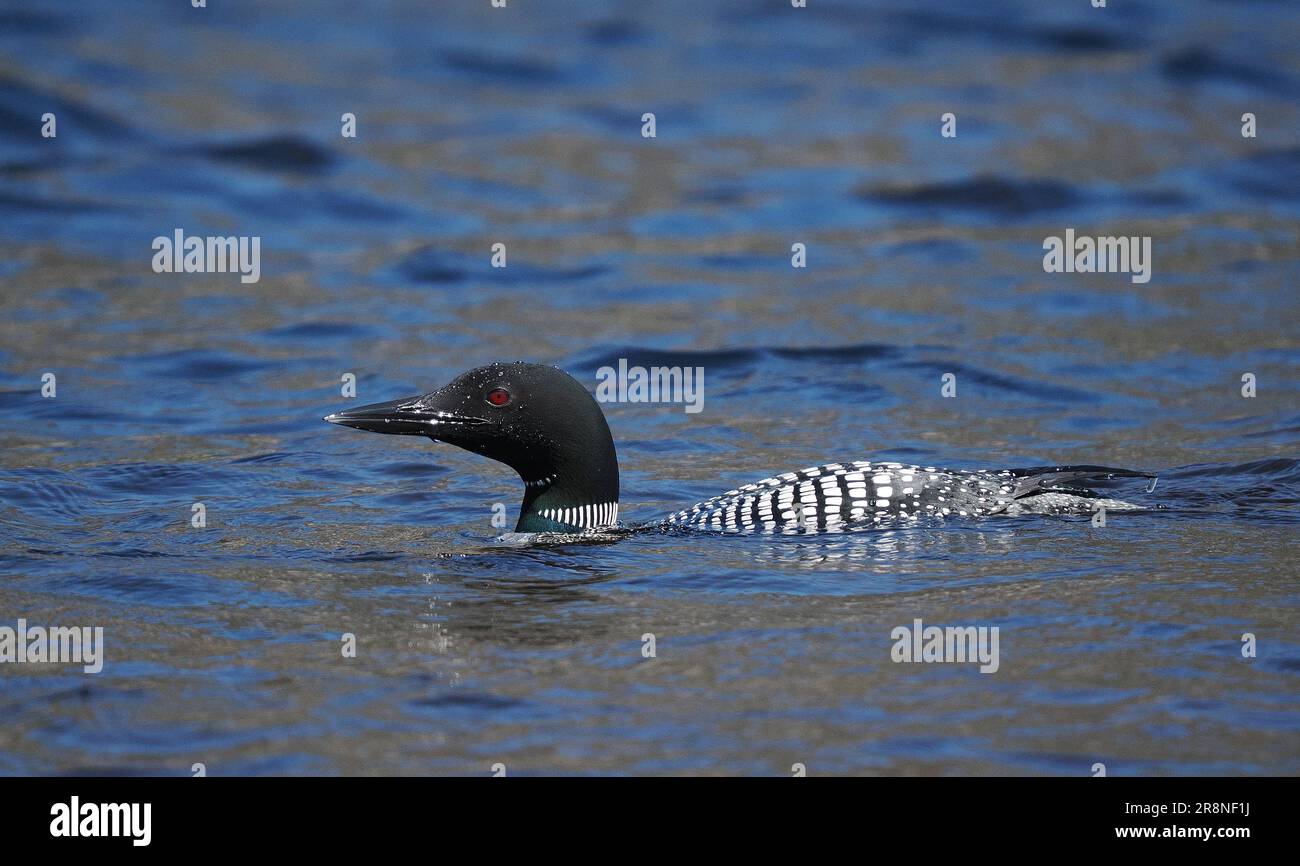 This great northern diver in full breeding plumage on a loch in Sutherland in June! Stock Photo