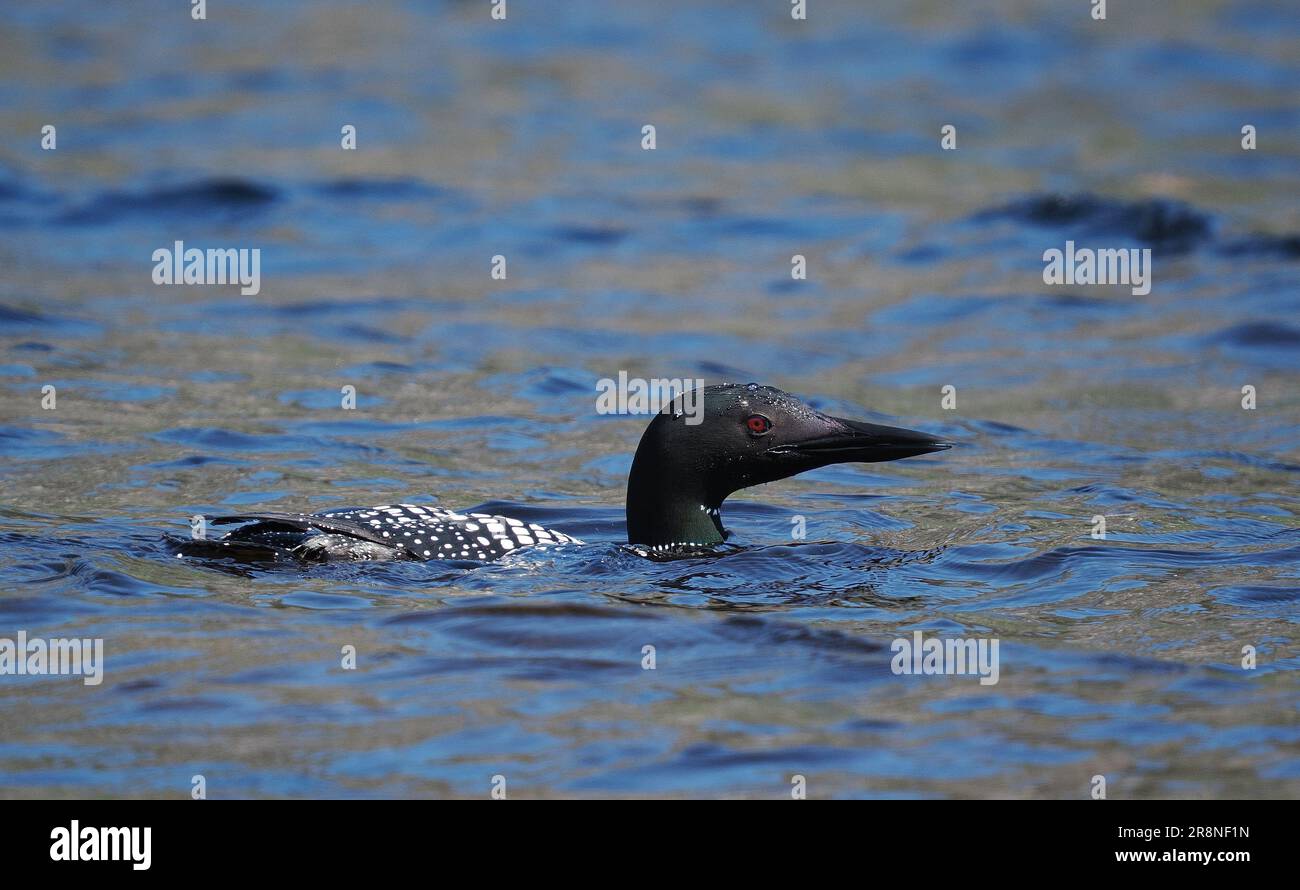This great northern diver in full breeding plumage on a loch in Sutherland in June! Stock Photo
