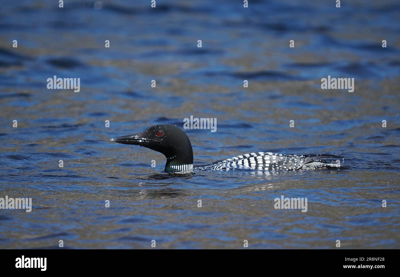 This great northern diver in full breeding plumage on a loch in Sutherland in June! Stock Photo
