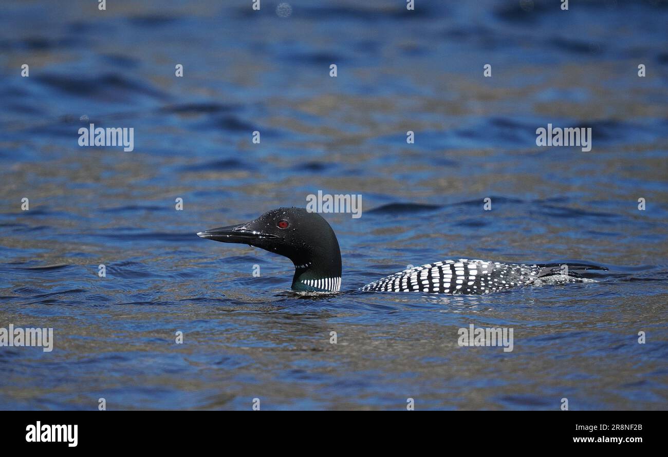 This great northern diver in full breeding plumage on a loch in Sutherland in June! Stock Photo