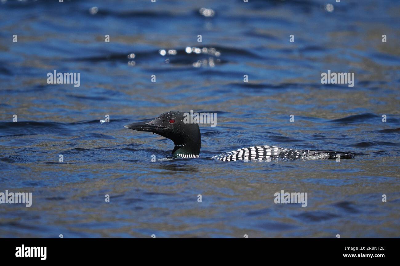 This great northern diver in full breeding plumage on a loch in Sutherland in June! Stock Photo