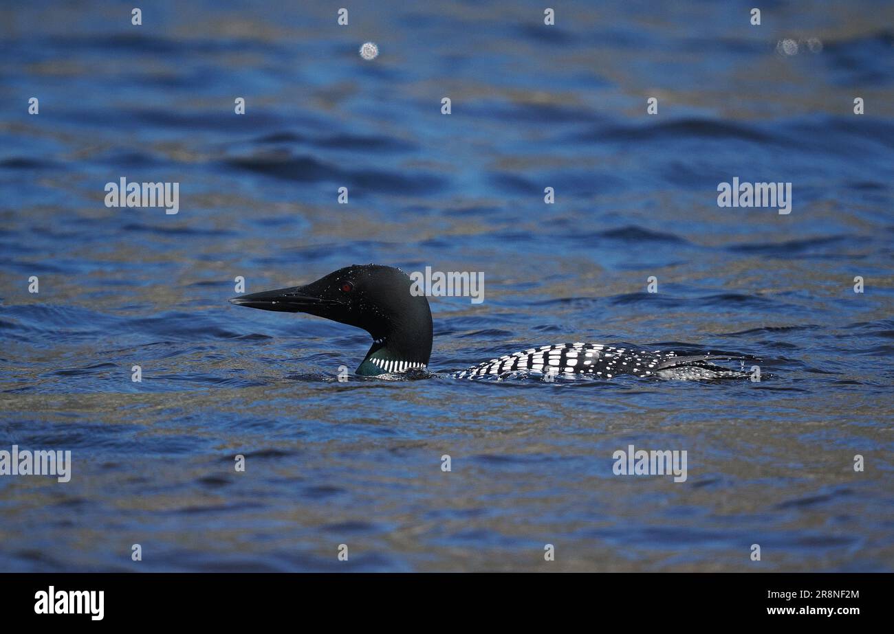 This great northern diver in full breeding plumage on a loch in Sutherland in June! Stock Photo