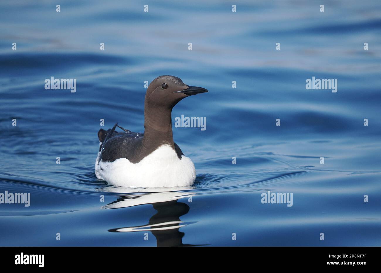 Guillemots breed on the cliffs of Handa Island,  feeding on fish in the surrounding waters. Stock Photo