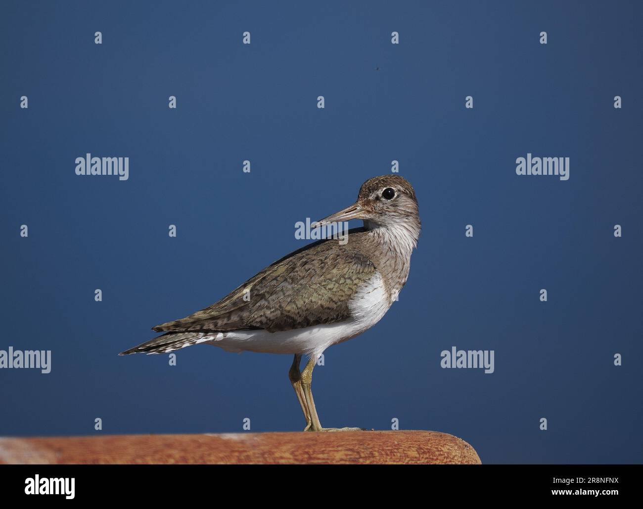 Common sandpiper are a nervous little wader, but by using a car as a mobile hide close encounters may be achieved. Stock Photo