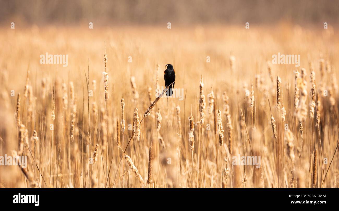 Slender Bird Examples Slender black bird hi-res stock photography and images - Alamy