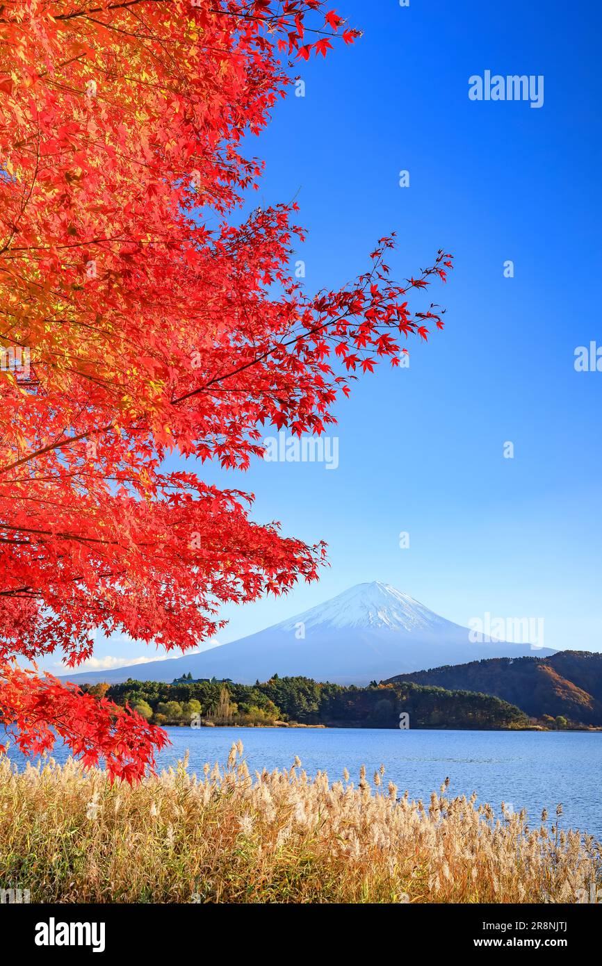 Autumn Color of Kawaguchiko and Mt Stock Photo - Alamy