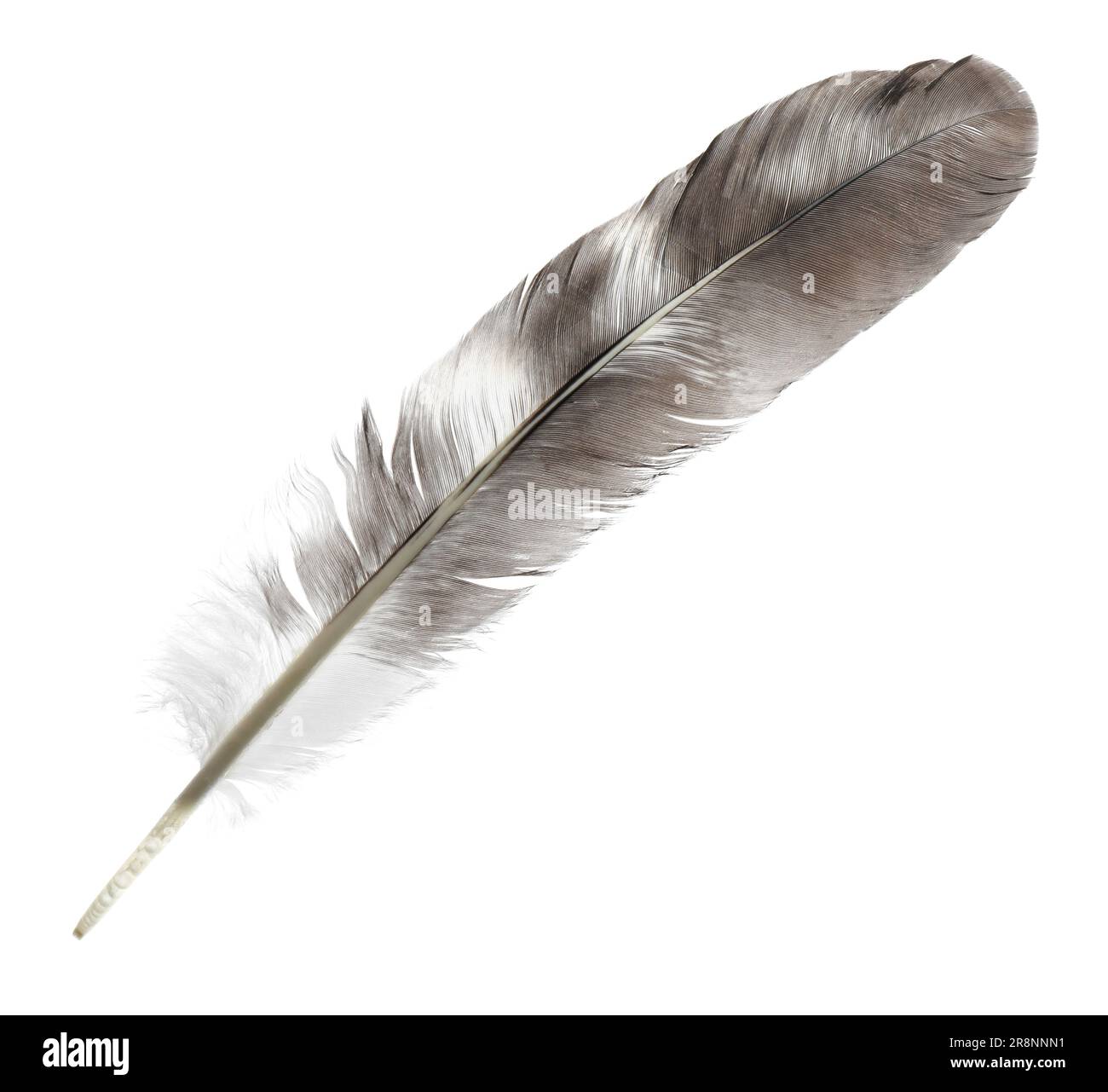 Beautiful grey bird feather isolated on white Stock Photo Alamy